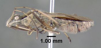 Media type: image;   Entomology 619228 Aspect: habitus lateral view